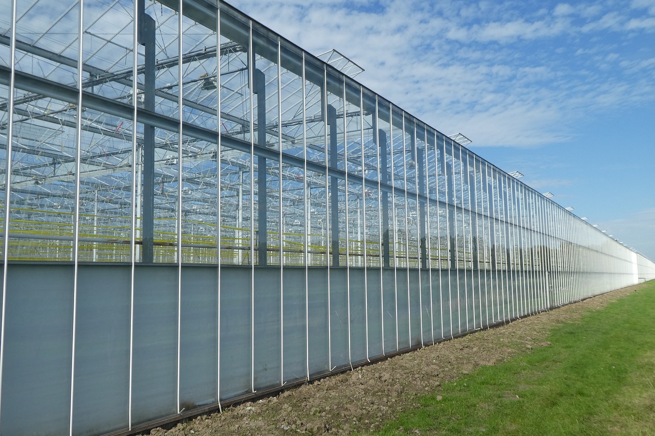 How to Build a Greenhouse on a Budget